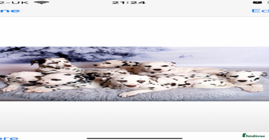 Dalmatian dogs - Advert 15