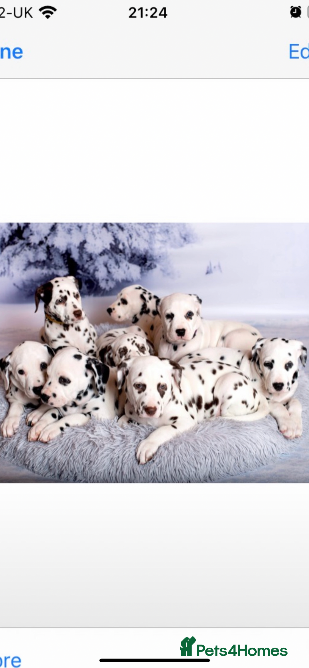 Dalmatian dogs for sale: LouAbidora  - Image 2