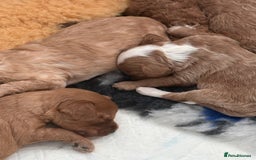 Cockapoo dogs for sale: Beautiful miniature cockapoo pups  - Image 1