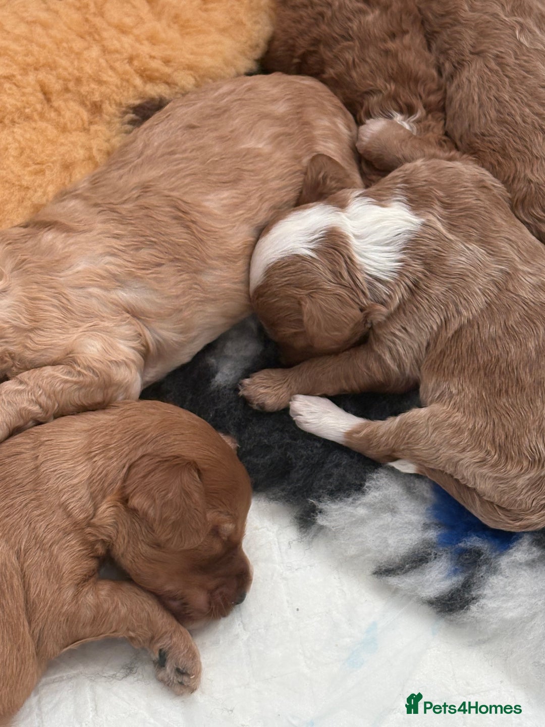 Cockapoo dogs for sale: Beautiful miniature cockapoo pups  - Image 1