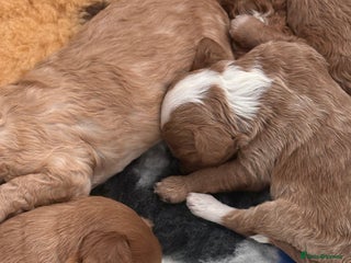 Cockapoo dogs - Advert 5