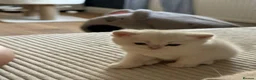 Scottish Fold cats for sale: Beautiful British Shorthair . in Northampton - Advert 8
