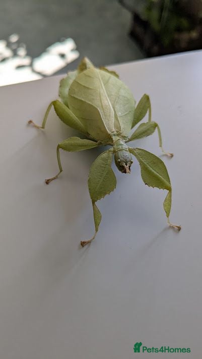 Stick Insects invertebrates Green Leaf Insect Eggs - Advert 5