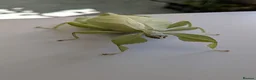 Stick Insects invertebrates for sale: Green Leaf Insect Eggs - Advert 1