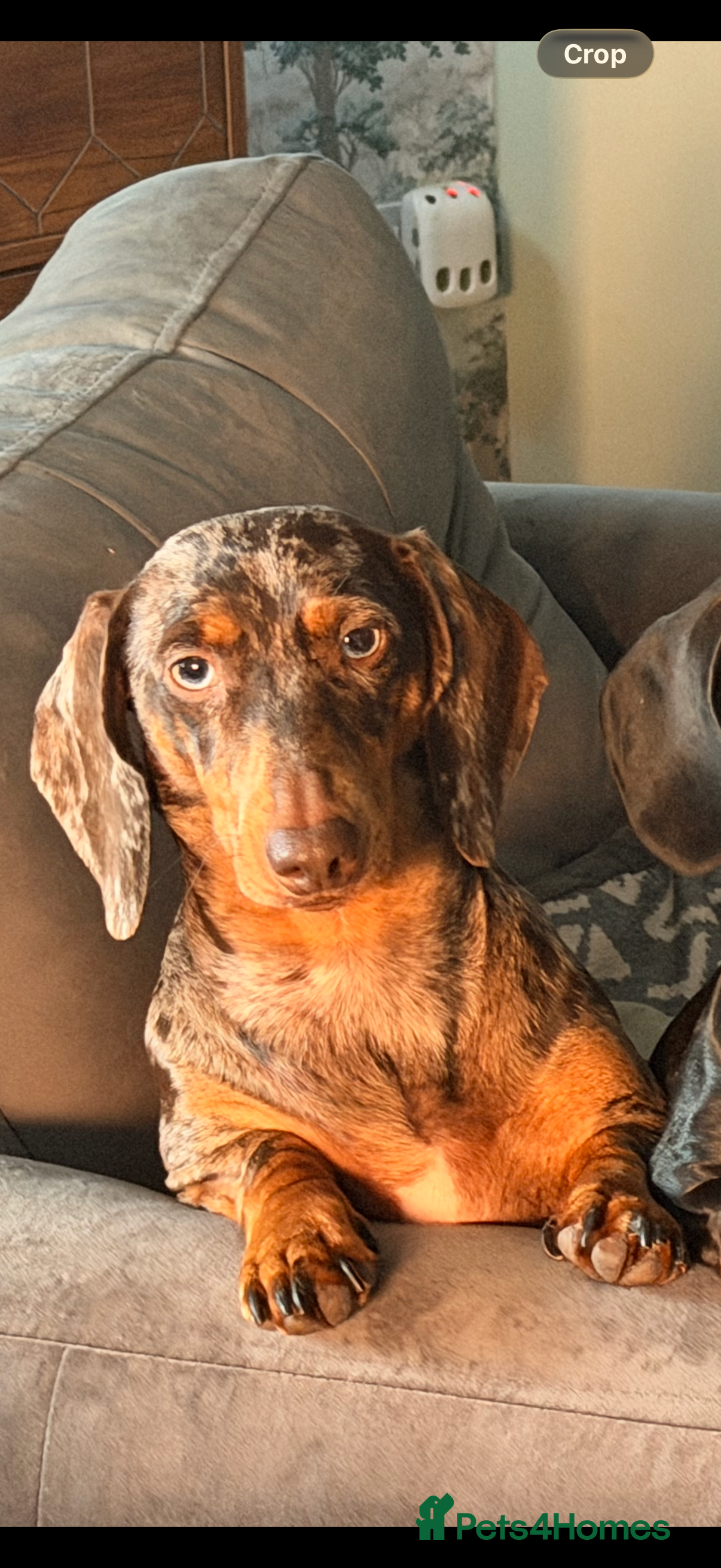 Miniature Dachshund dogs Chocolate dapple girl 2 years  in Blackpool - Advert 1