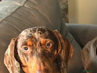 Miniature Dachshund dogs Chocolate dapple girl 2 years in Blackpool - Advert 1