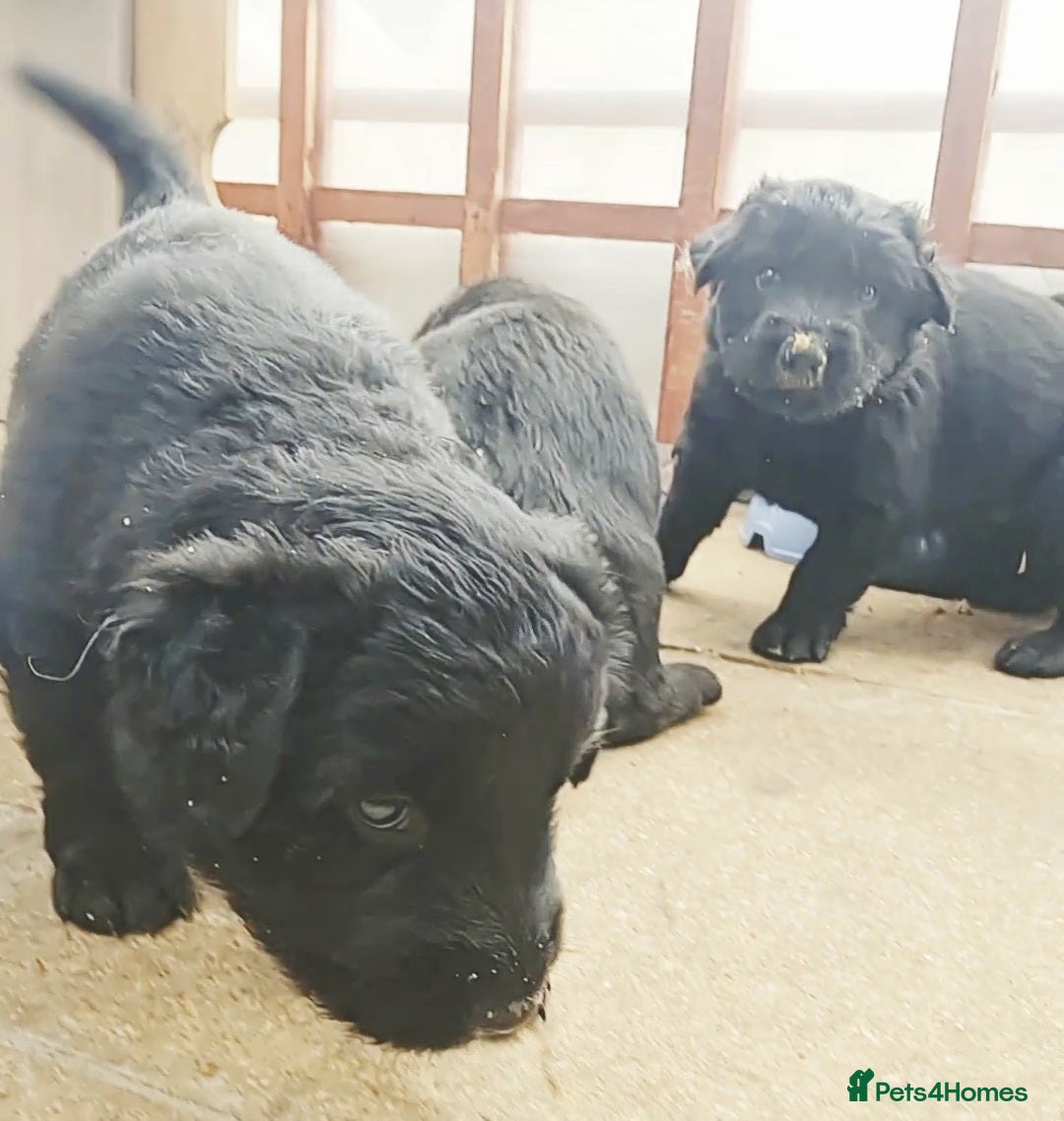 Mixed Breed dogs for sale: ✨ Gorgeous Black Golden Shepherd Puppies  - Image 10