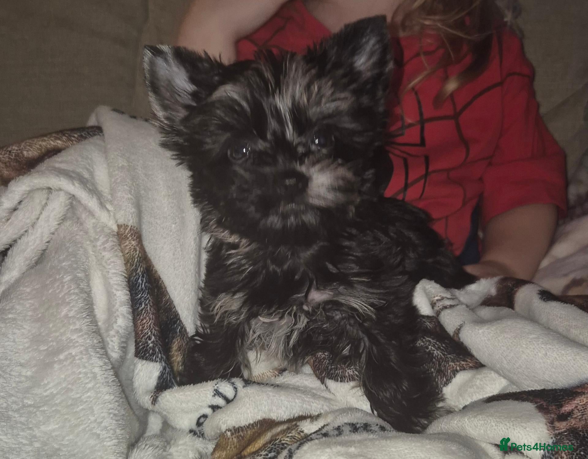Yorkshire Terrier dogs Black Merle girl now available  - Advert 2