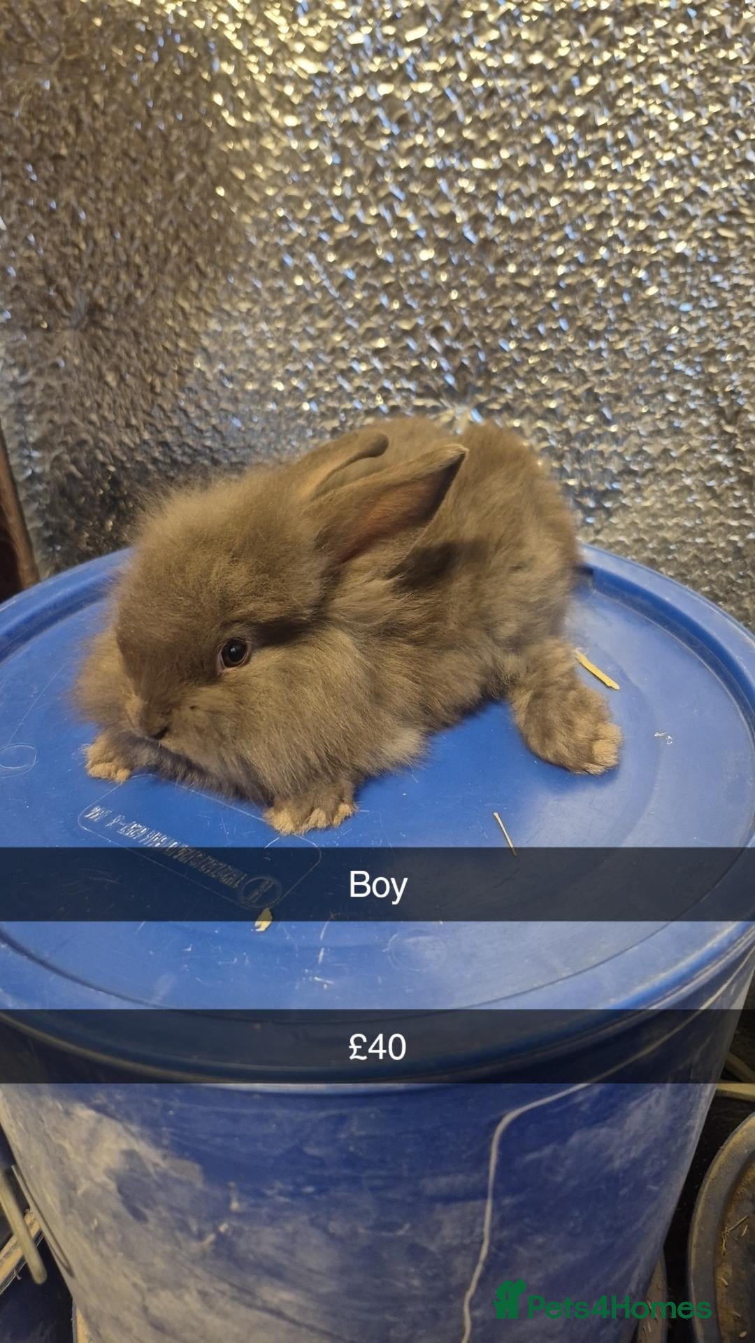 Mixed Breed rabbits Baby Lionhead Rabbits 8 week old, handled daily  - Advert 6