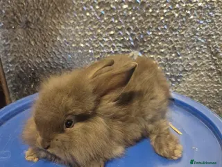 Mixed Breed rabbits Baby Lionhead Rabbits 8 week old, handled daily - Advert 10