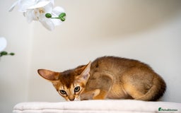 Abyssinian cats for sale: Vanilla Boy-Exceptional Abyssinian-Champion line - Advert 14