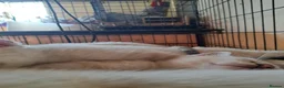 Bengal cats for sale: Snow lynx bengal kittens  - Advert 11