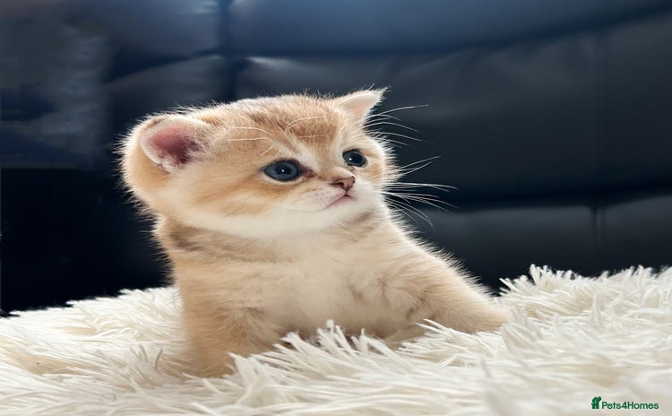 British Shorthair cats - Advert 10