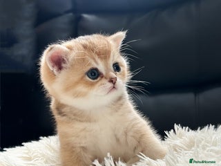 British Shorthair cats - Advert 16