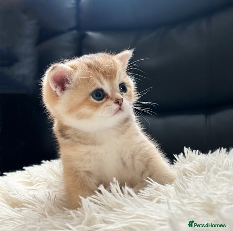 British Shorthair cats - Advert 13