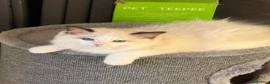 MATSCATS CHEEKY CHURRO
