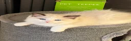 Ragdoll cats for sale: Beautiful TICA Seal Bicolour Ready Now 😻 - Advert 11