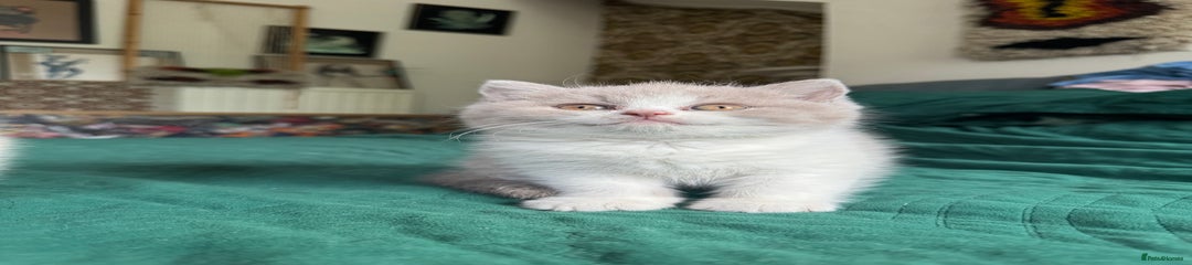 British Shorthair Kitten 2