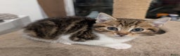 Mixed Breed cats for sale: Kitten  - Advert 5