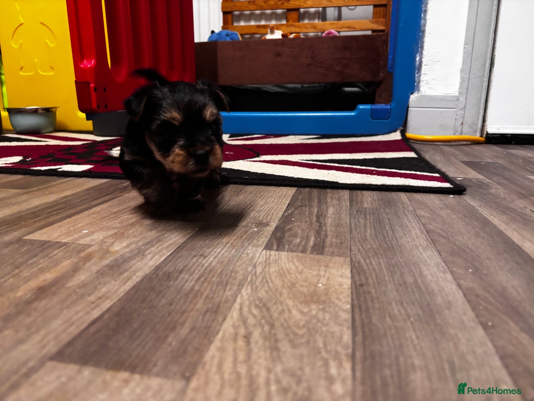 Yorkshire Terrier dogs for sale: Puppy🐶 - Advert 12