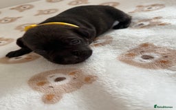 Staffordshire Bull Terrier dogs for sale: Beautiful puppies staffordshire bull terier 🥰 - Image 19