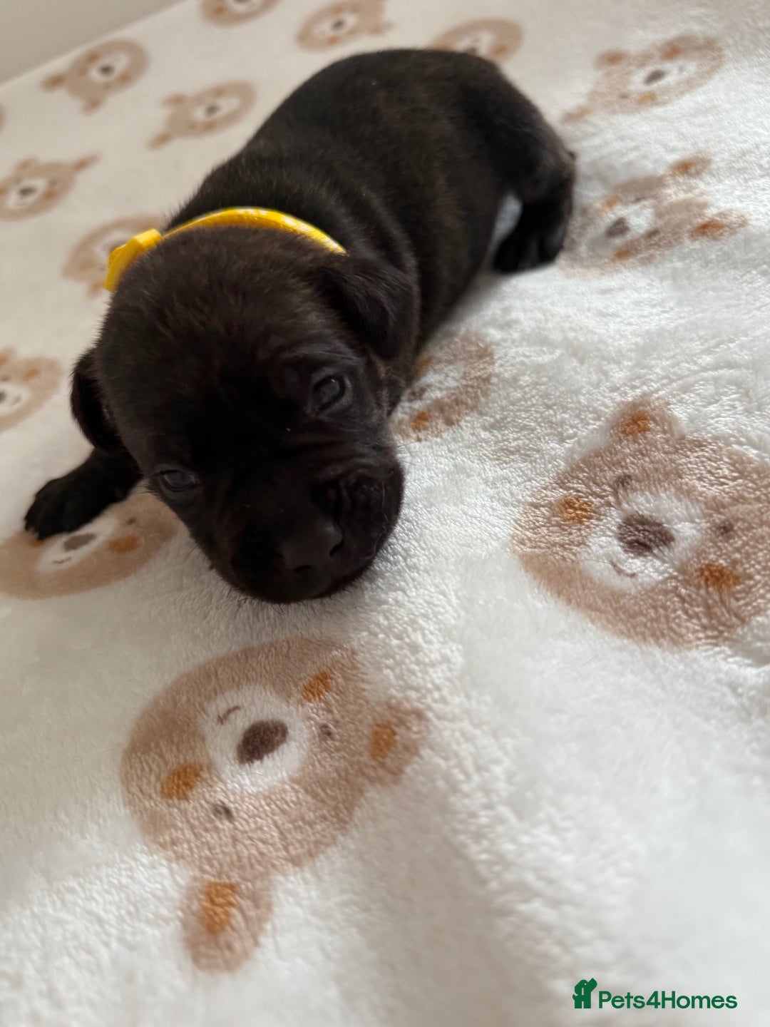 Staffordshire Bull Terrier dogs for sale: Beautiful puppies staffordshire bull terier 🥰 - Image 19