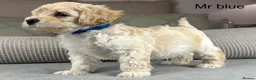 Maltipoo dogs for sale: SEE ALL OUR PUPPIES ON INSTA. OAKWELL RETRIEVERS  - Advert 14