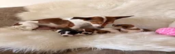 Jack Russell dogs for sale: Jack Russell puppies  in Consett - Advert 6