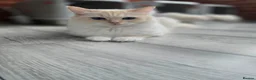 Ragdoll cats for sale: Rare Cream Female Flame Point - Advert 2