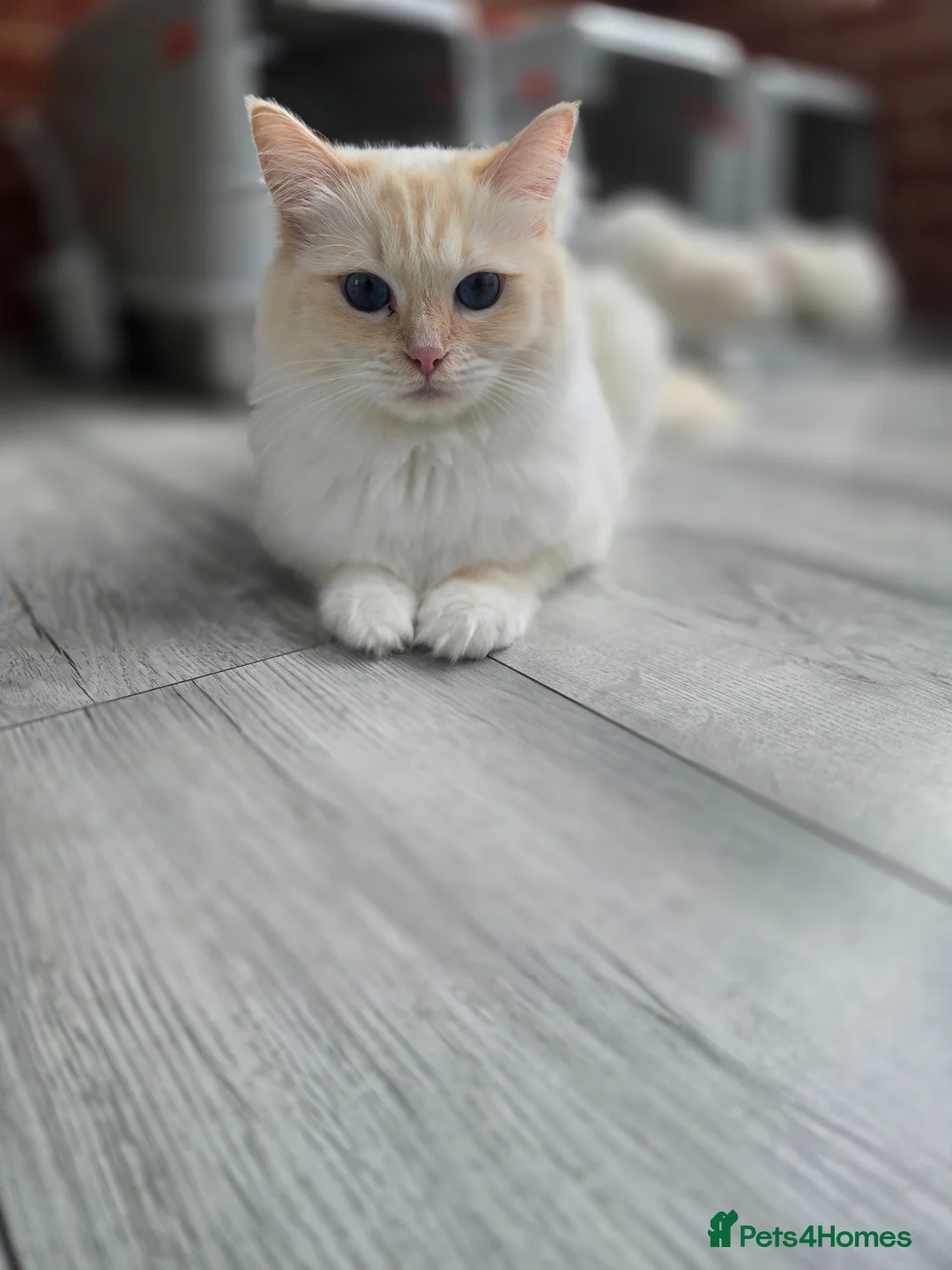 Ragdoll cats for sale: Rare Cream Female Flame Point - Advert 2