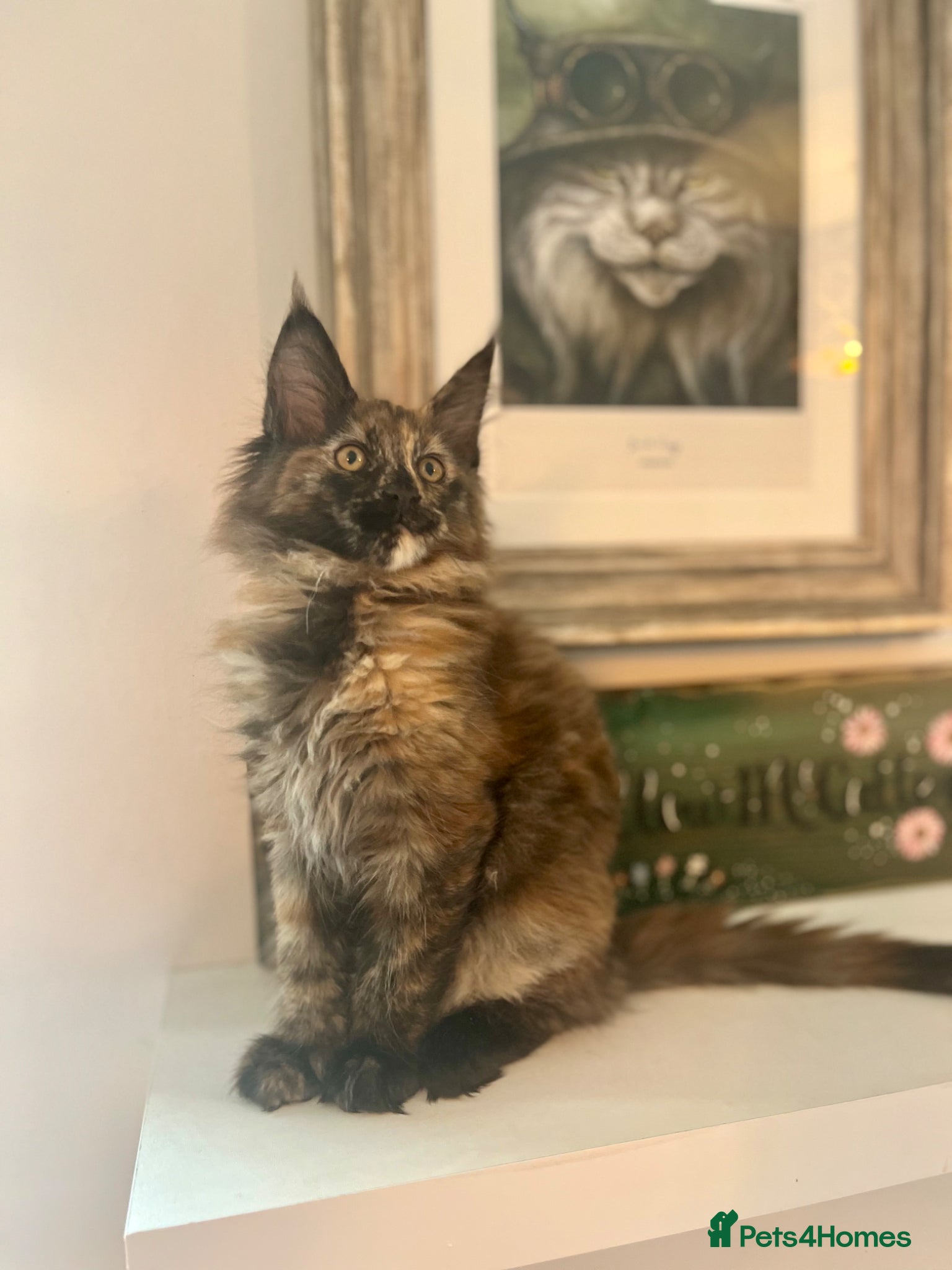 Maine Coon cats Beautiful Tica Maine Coon kittens - Advert 3