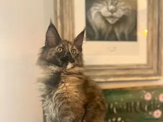 Maine Coon cats Beautiful Tica Maine Coon kittens - Advert 3