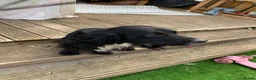 Sprocker dogs for sale: Rehome  - Advert 2