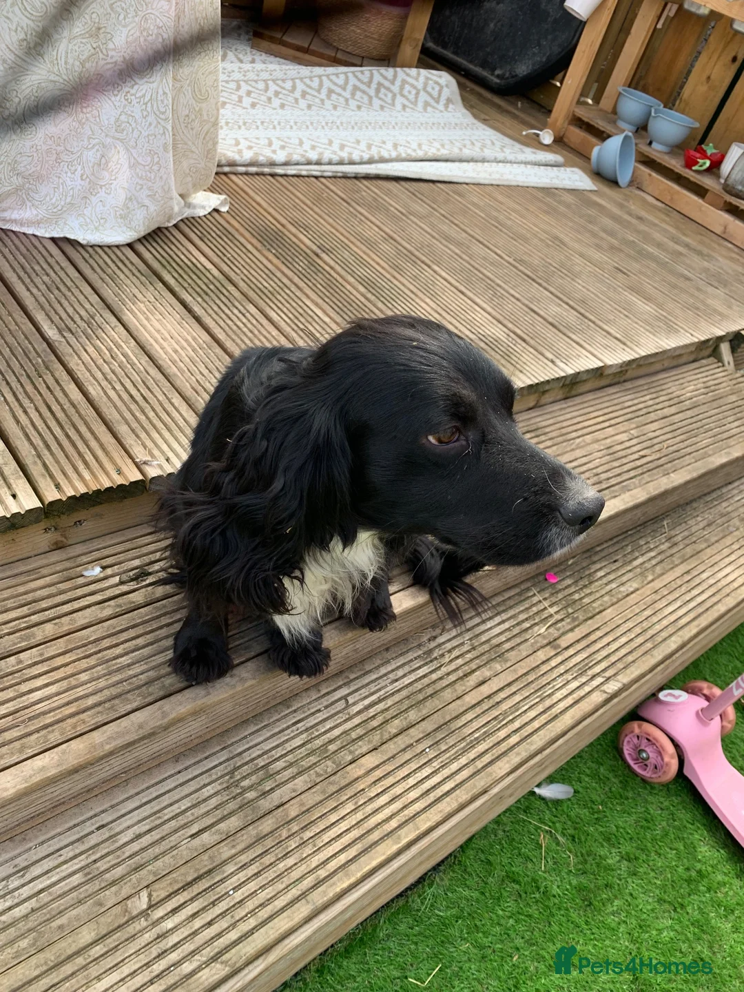 Sprocker dogs for sale: Rehome  - Advert 2