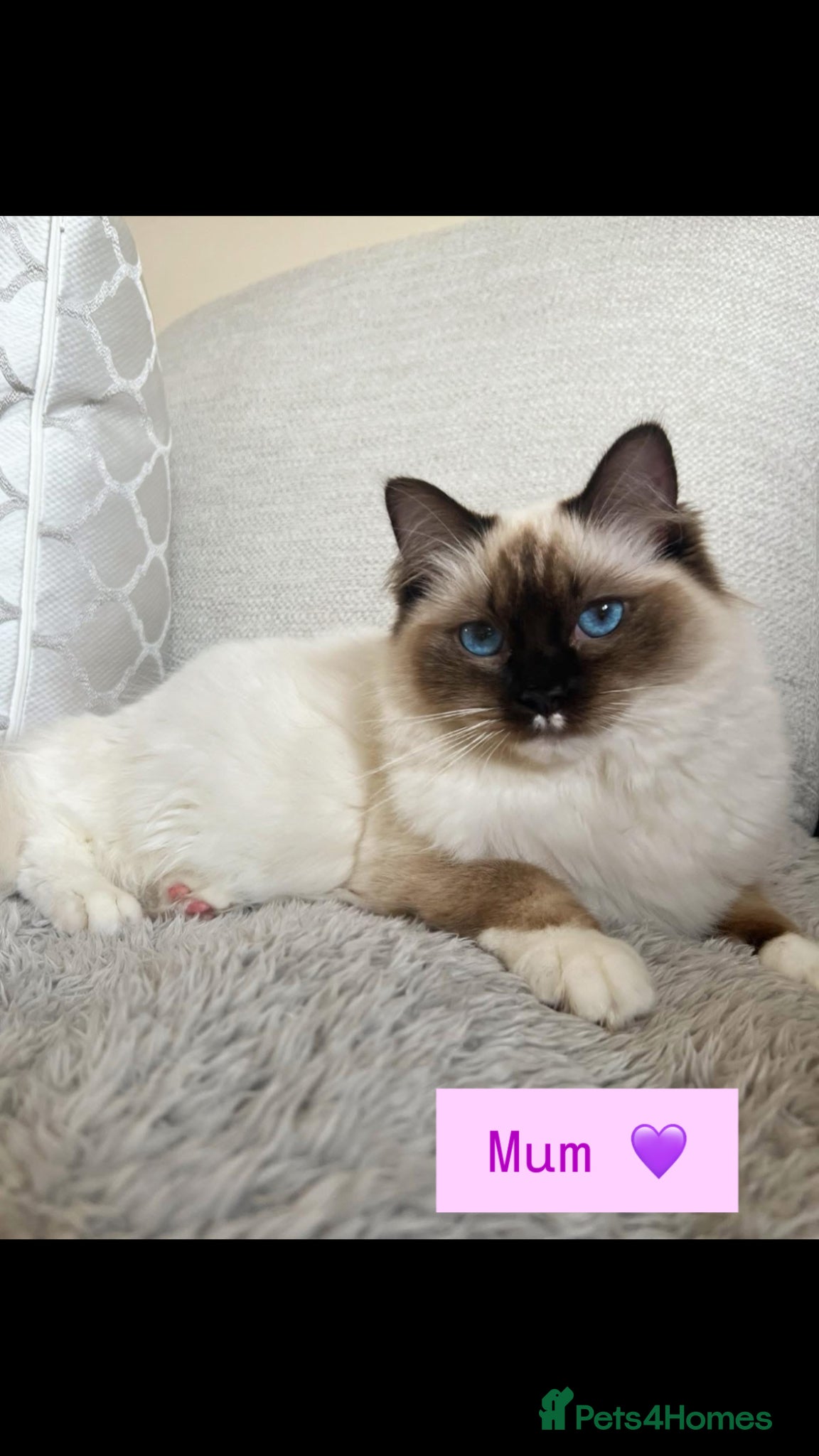 Ragdoll cats Stunning seal point ragdoll kittens  - Advert 1