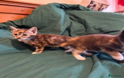 Mixed Breed cats for sale: 5 beautiful European short hair calico tabby’s  - Image 11