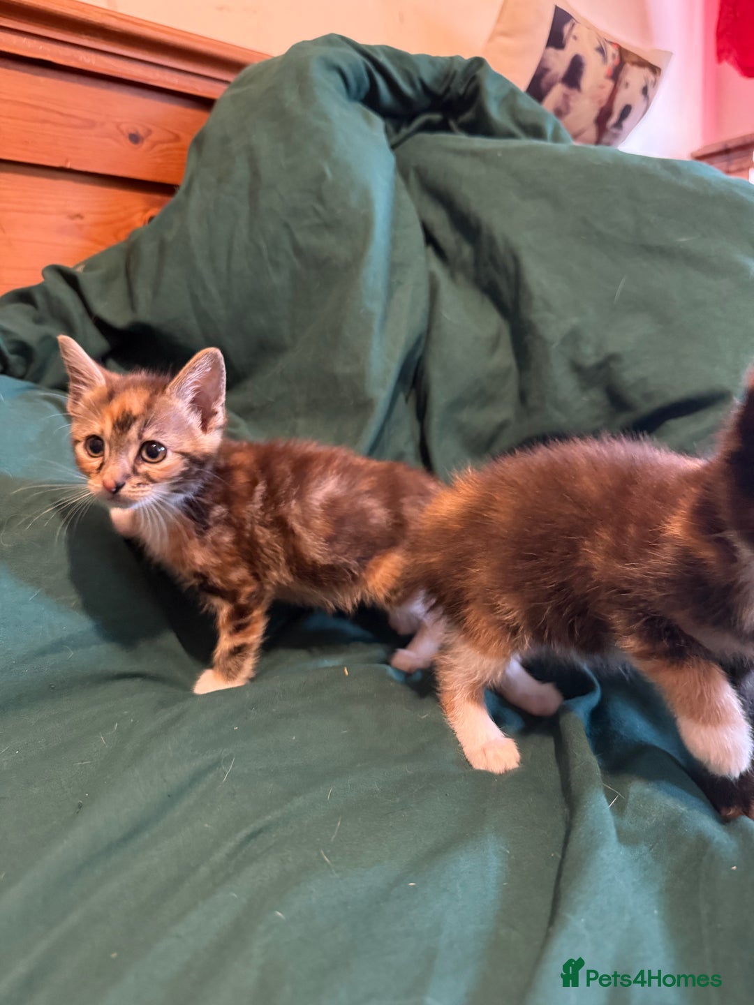 Mixed Breed cats for sale: 5 beautiful European short hair calico tabby’s  - Image 11