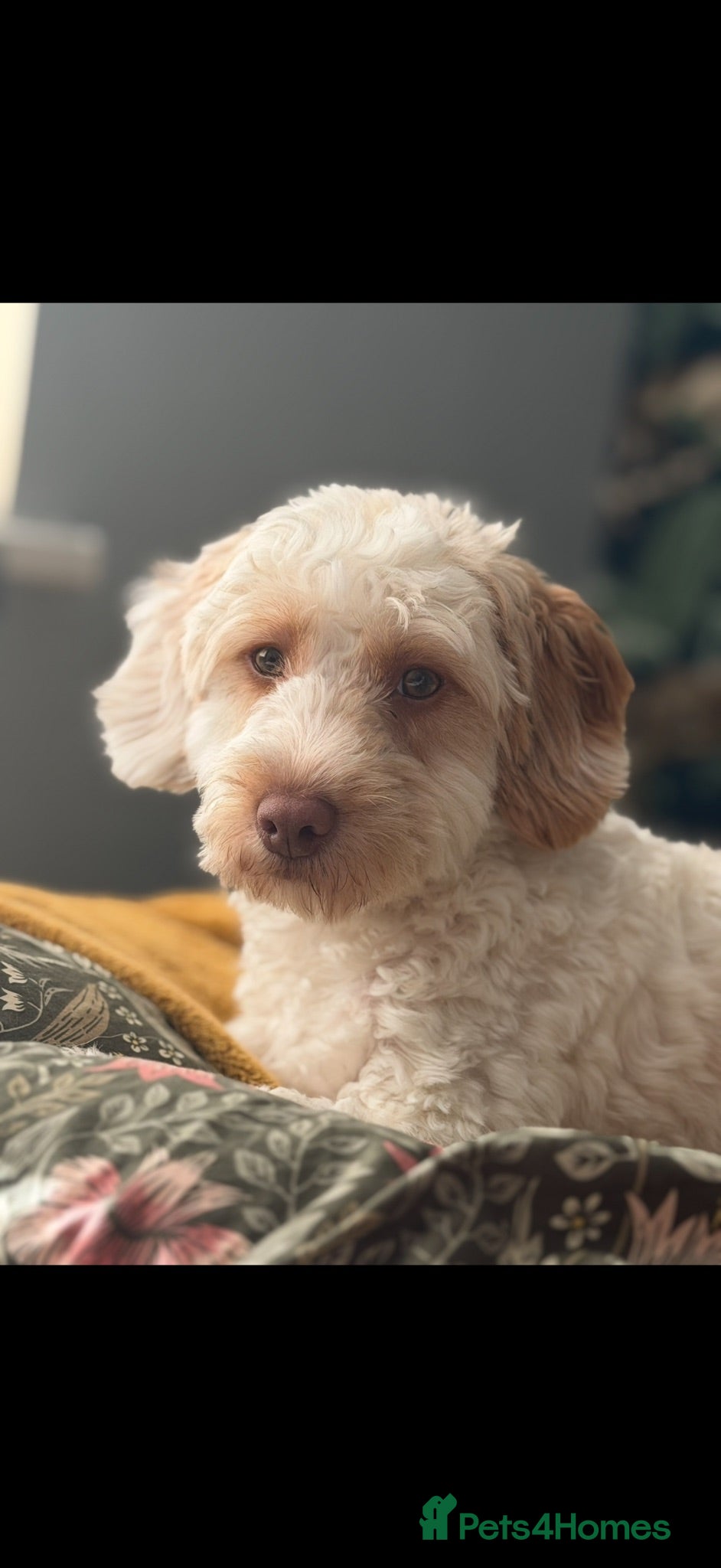 Cockapoo dogs Cockapoo Girl For Sale - Please Read Full Advert - Advert 1