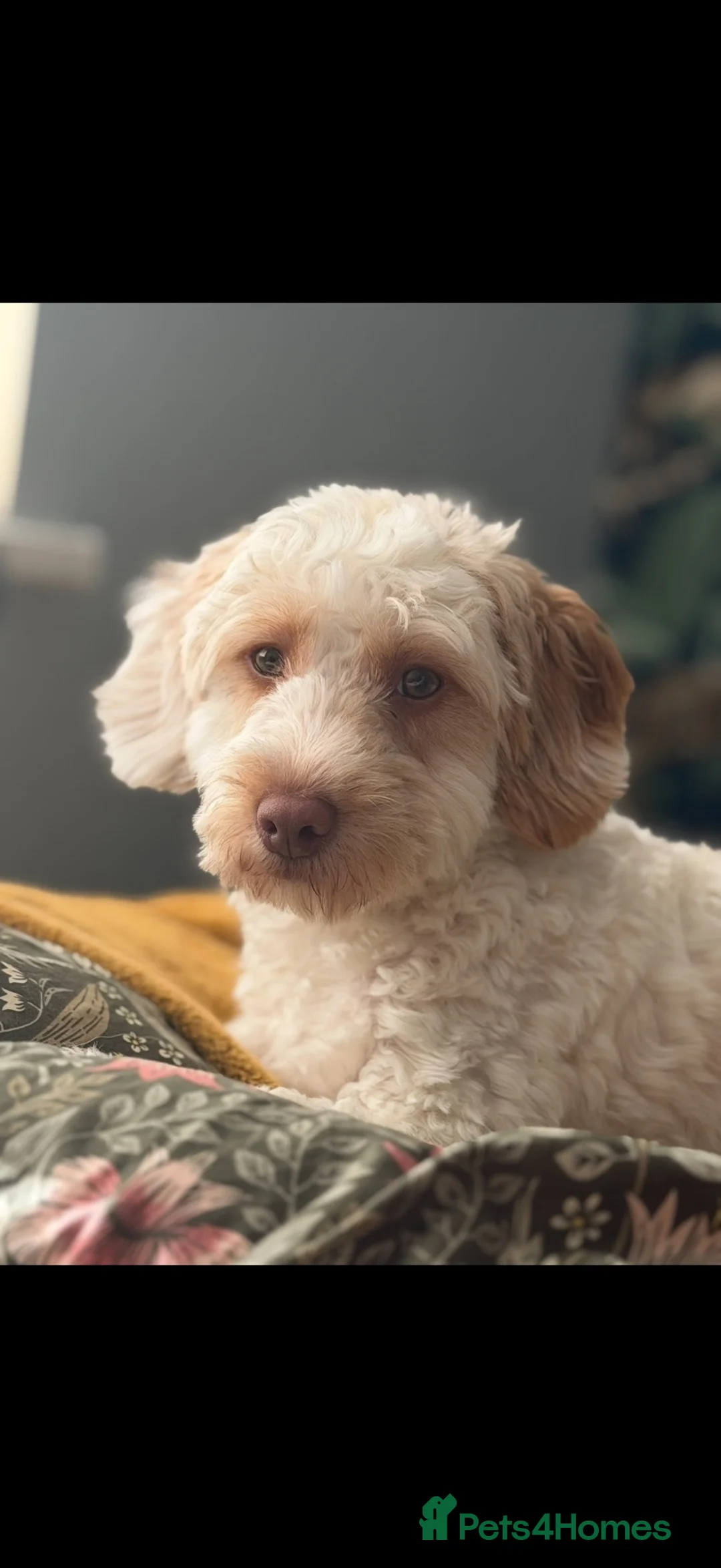 Cockapoo dogs for sale: Cockapoo Girl For Sale - Please Read Full Advert - Advert 1