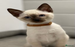 Siamese cats for sale: GCCF Registered Traditional Siamese Kittens  - Image 21