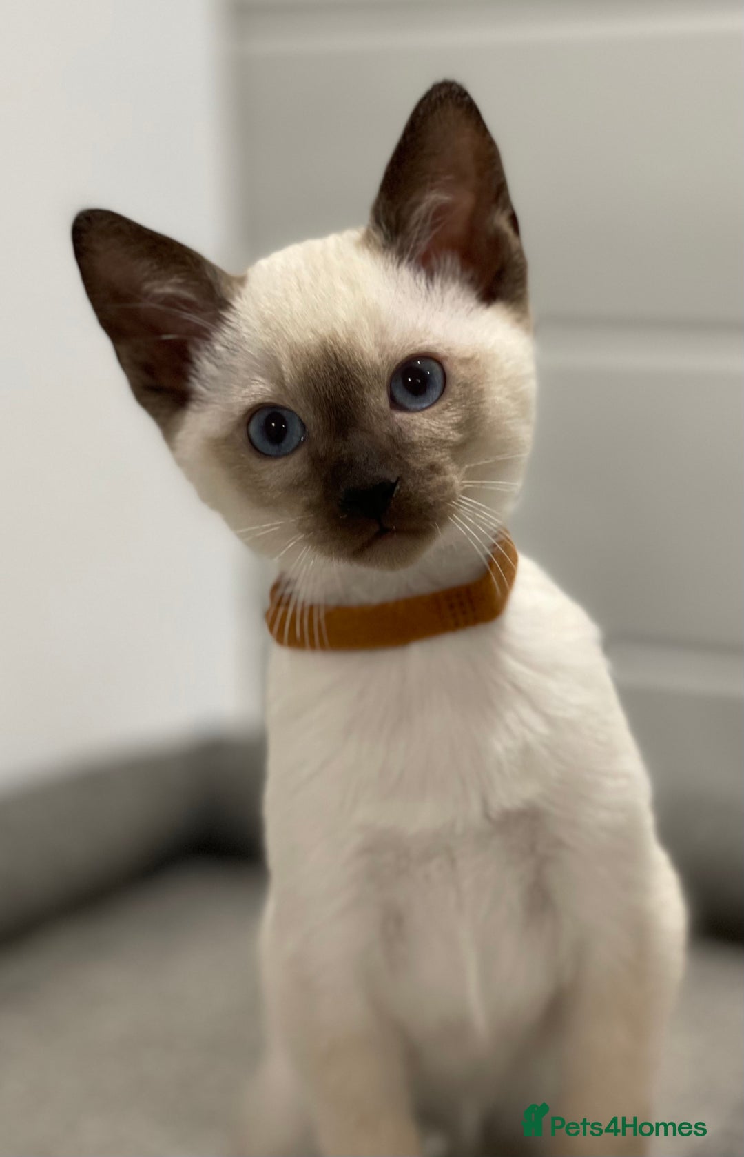 Siamese cats for sale: GCCF Registered Traditional Siamese Kittens  - Image 21