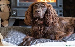 Cocker Spaniel dogs for sale: Stunning cocker spaniel puppies  - Image 7