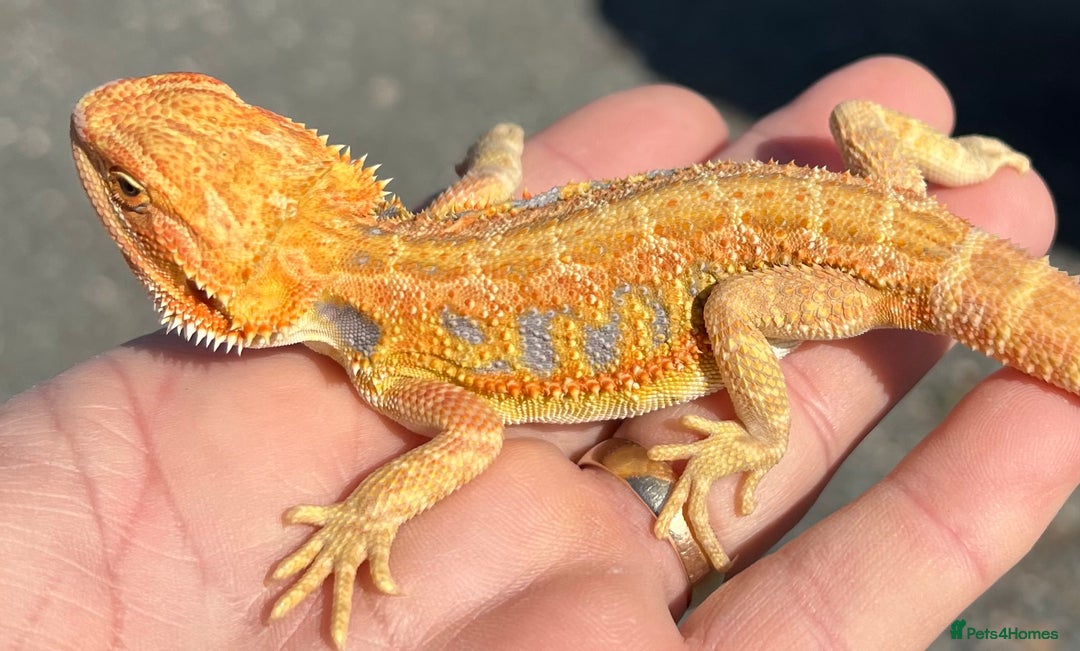 Bearded Dragon reptiles for sale: Various Hi End Bearded Dragons - Image 9