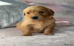 Golden Retriever dogs for sale: Last Stunning Male Pup Health Tested Parents  - Image 19