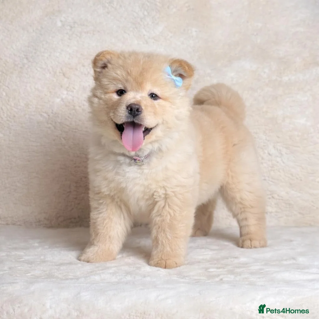 Mixed Breed dogs for sale: 9 week old Chowsky puppy (chow chow/ husky) - Advert 2