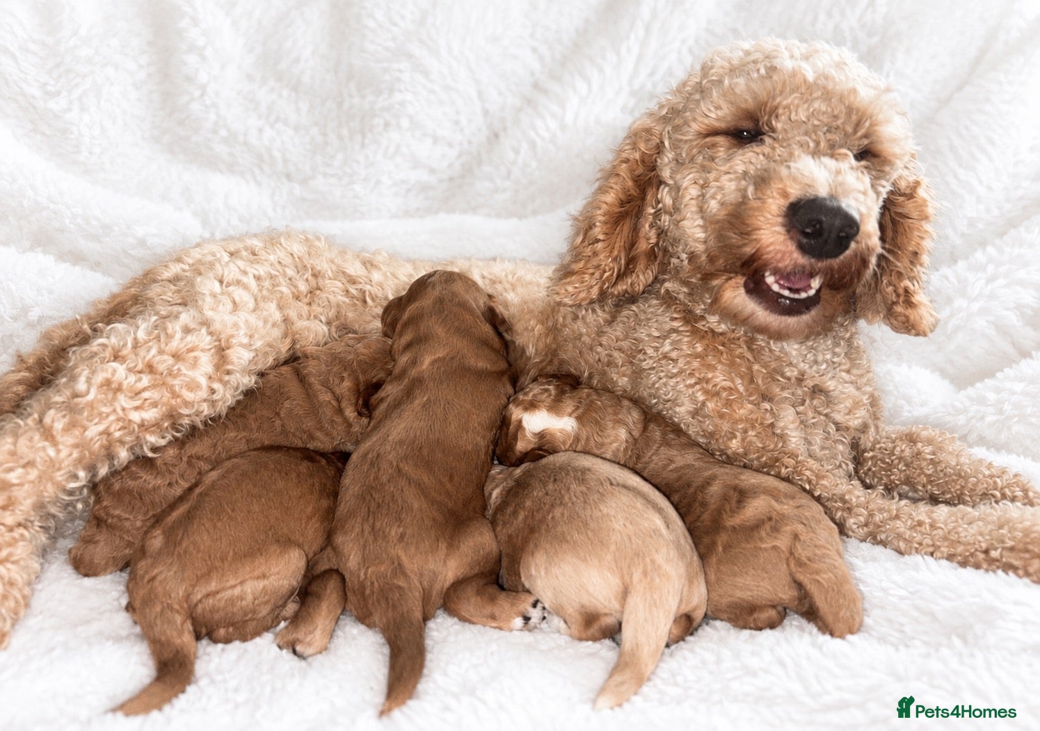 Cockapoo dogs **MINIATURE STUNNING COCKAPOO PUPPIES** - Advert 1
