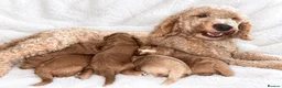 Cockapoo dogs for sale: **MINIATURE STUNNING COCKAPOO PUPPIES** - Advert 1