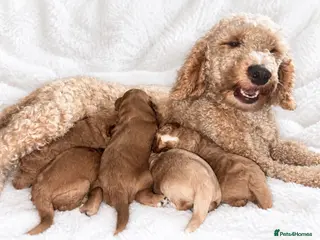 Cockapoo dogs **MINIATURE STUNNING COCKAPOO PUPPIES** - Advert 1
