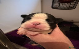 Boston Terrier dogs for sale: Kc reg true to type Boston terrier puppies - Image 2