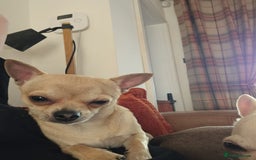 Chihuahua dogs for sale: Chihuahua (Boy) - Image 2
